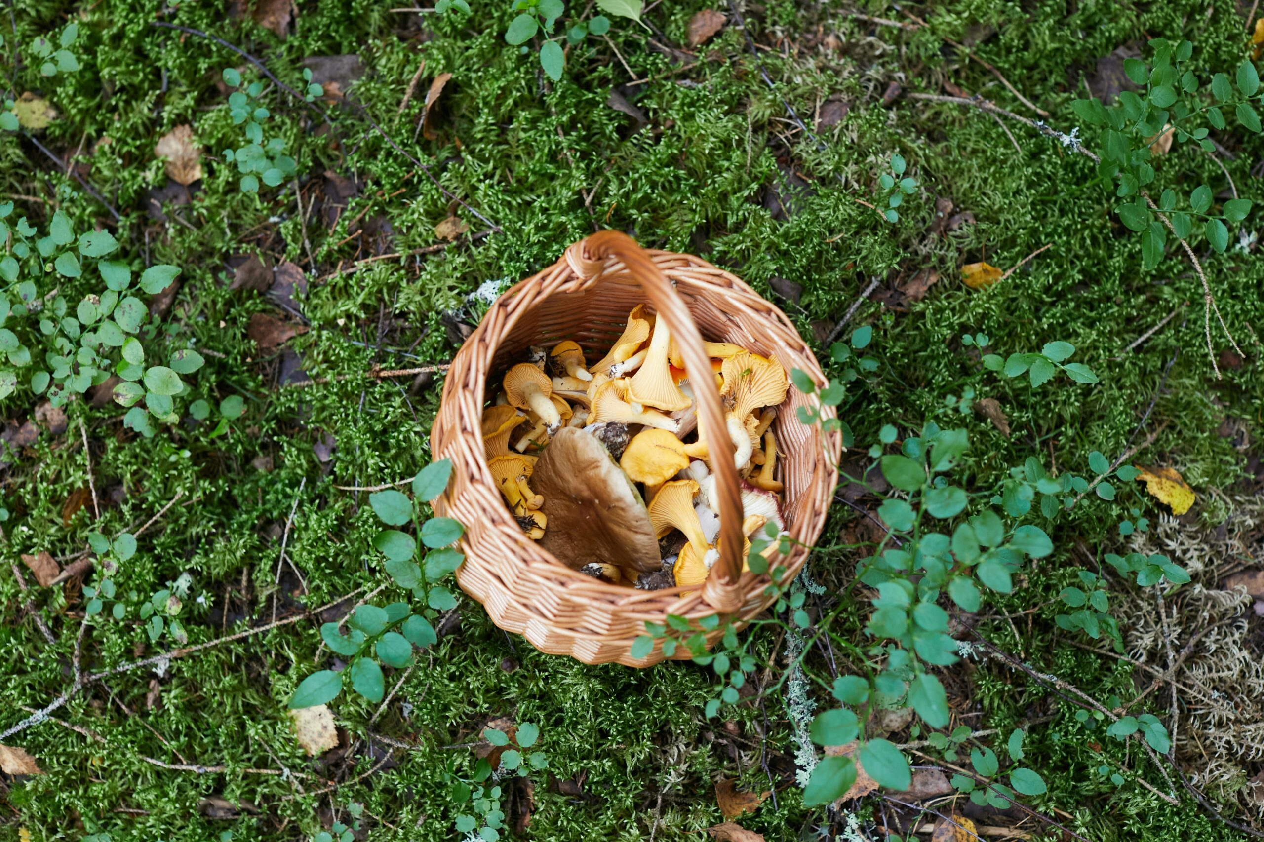 Dove Oyster and Blue Oyster mushroom